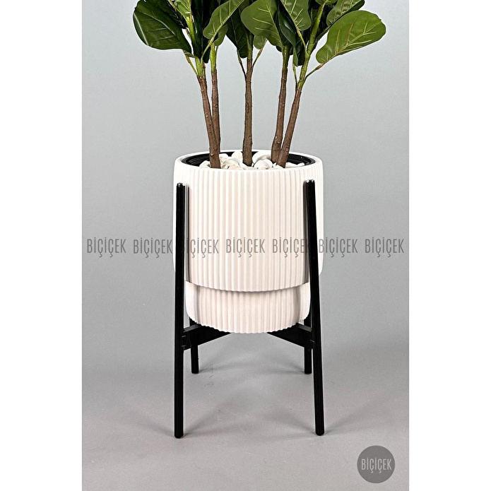 Biçiçek Keman Yapraklı Kauçuk Bitkisi Gala Saksıda Fiddle Lyrata 2