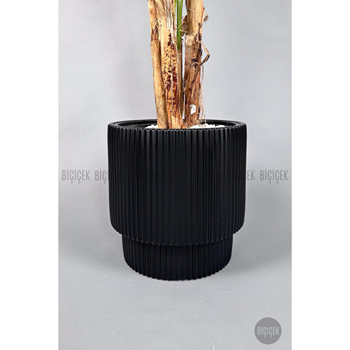 Biçiçek Areka Ağacı 220-240 Cm Siyahgala