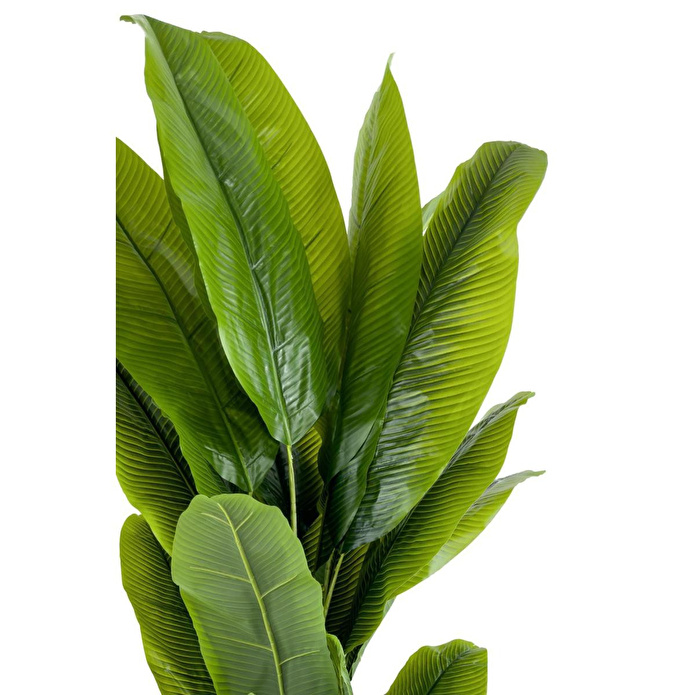 Biçiçek Muz Ağacı 200cm Krem Gold Metal Saksıda