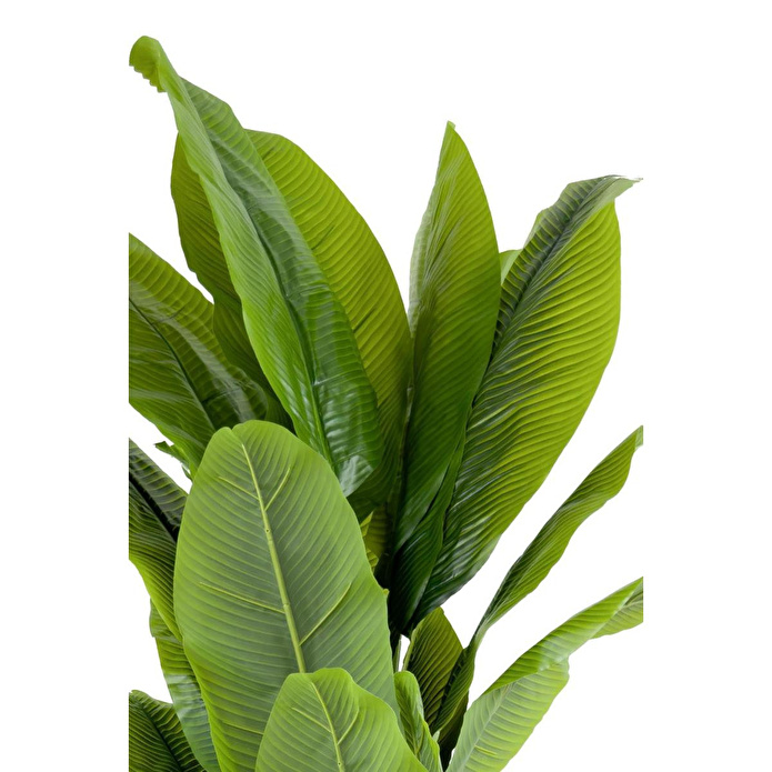 Biçiçek Muz Ağacı 200cm Krem Gold Metal Saksıda