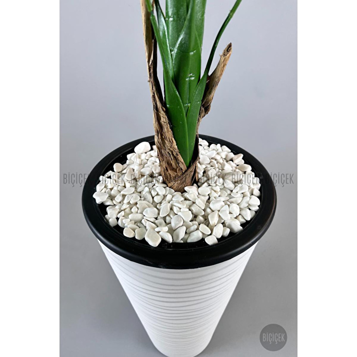 Biçiçek Muz Ağacı Tek Gövde 125-175 Cm Beyaz