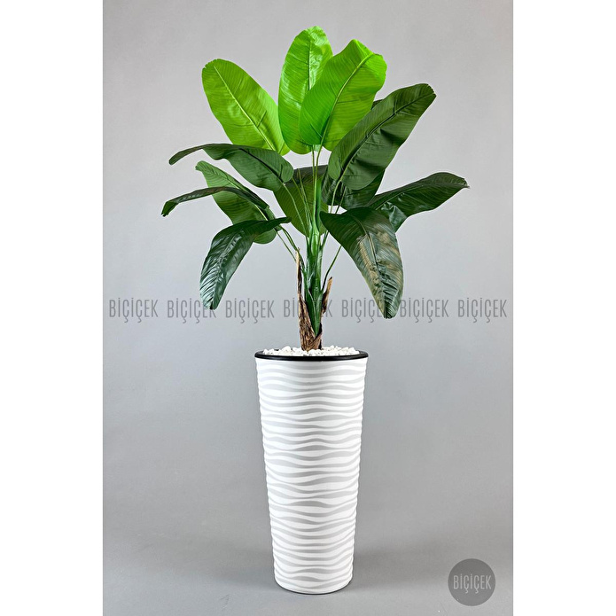 Biçiçek Muz Ağacı Tek Gövde 125-175 Cm Beyaz