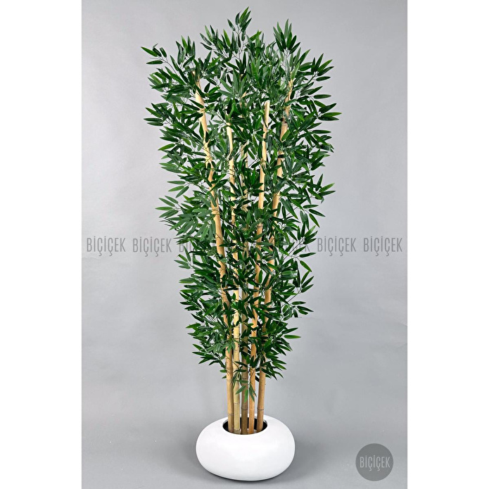 Biçiçek Zen Bambu Ağacı 220-240 Cm Fiber Saksıda Beyazfiber1