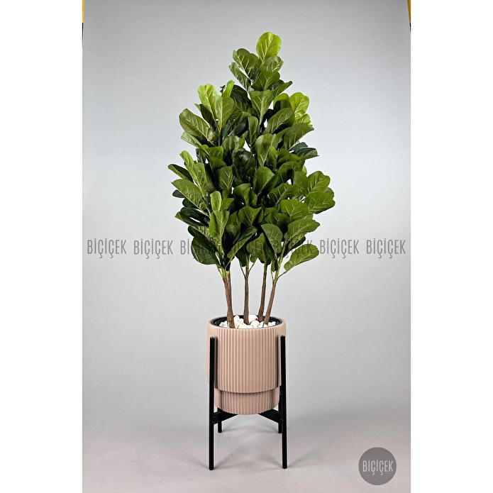 Biçiçek Keman Yapraklı Kauçuk Bitkisi Gala Saksıda Fiddle Lyrata 4