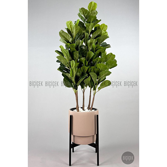 Biçiçek Keman Yapraklı Kauçuk Bitkisi Gala Saksıda Fiddle Lyrata 4