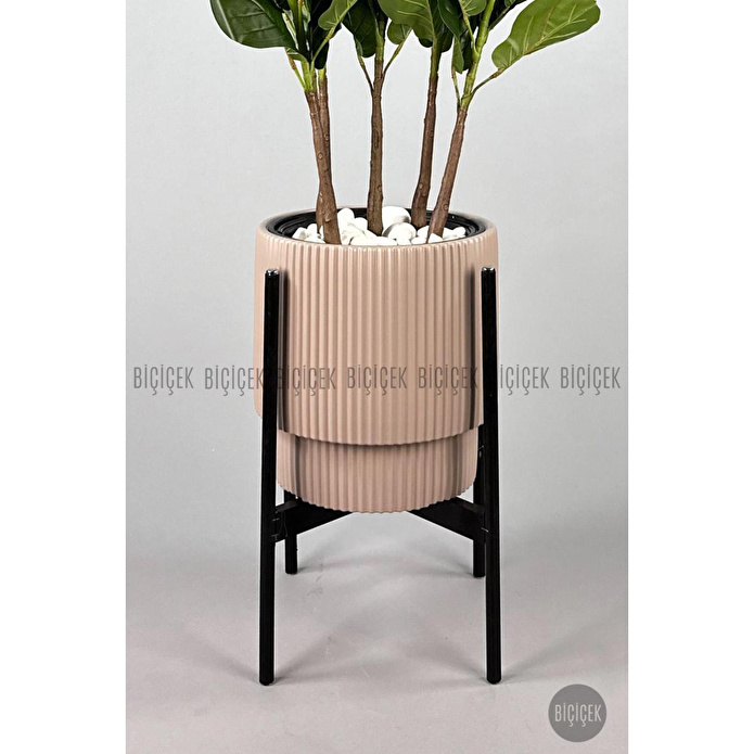 Biçiçek Keman Yapraklı Kauçuk Bitkisi Gala Saksıda Fiddle Lyrata 4