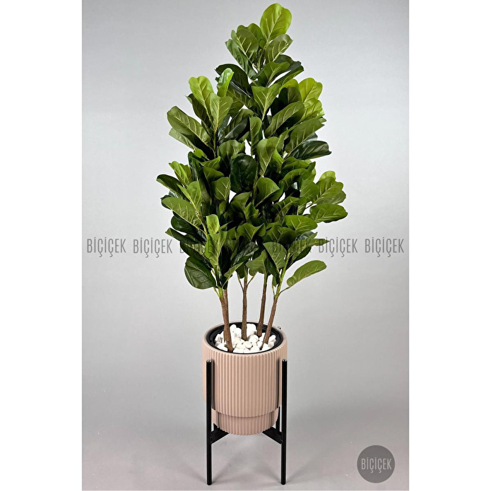 Biçiçek Keman Yapraklı Kauçuk Bitkisi Gala Saksıda Fiddle Lyrata 4