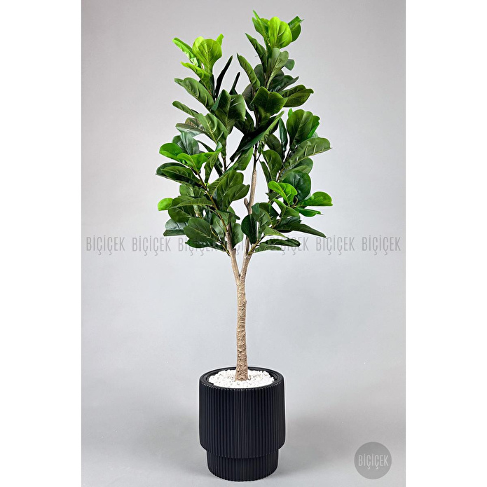 Biçiçek Keman Yapraklı Kauçuk Bitkisi Fiddle Lyrata Gala Saksı 175-200 Cm Siyah