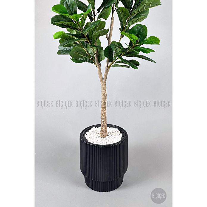 Biçiçek Keman Yapraklı Kauçuk Bitkisi Fiddle Lyrata Gala Saksı 175-200 Cm Siyah