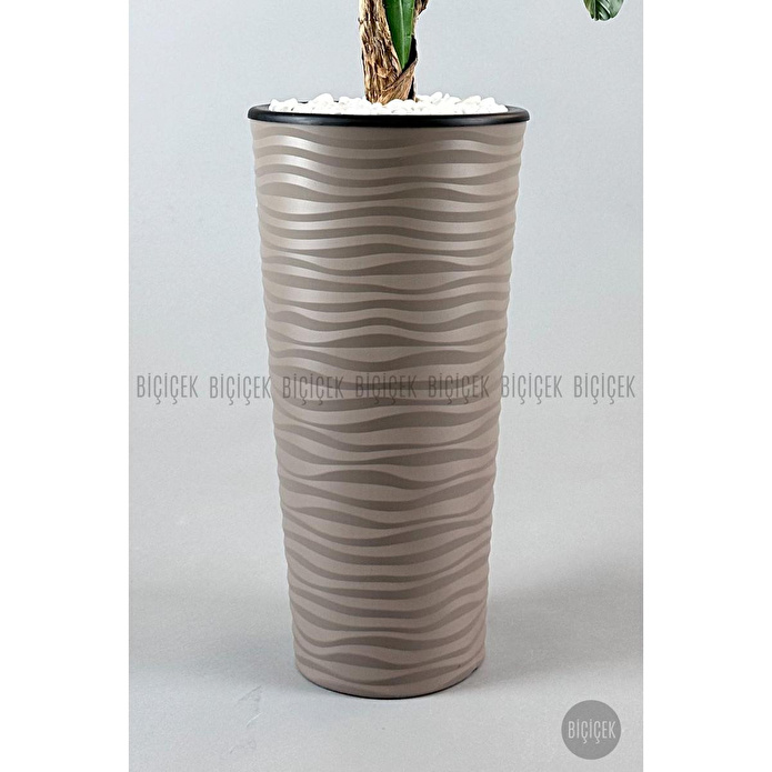 Biçiçek Muz Ağacı Tek Gövde 125-175 Cm Kahverengi