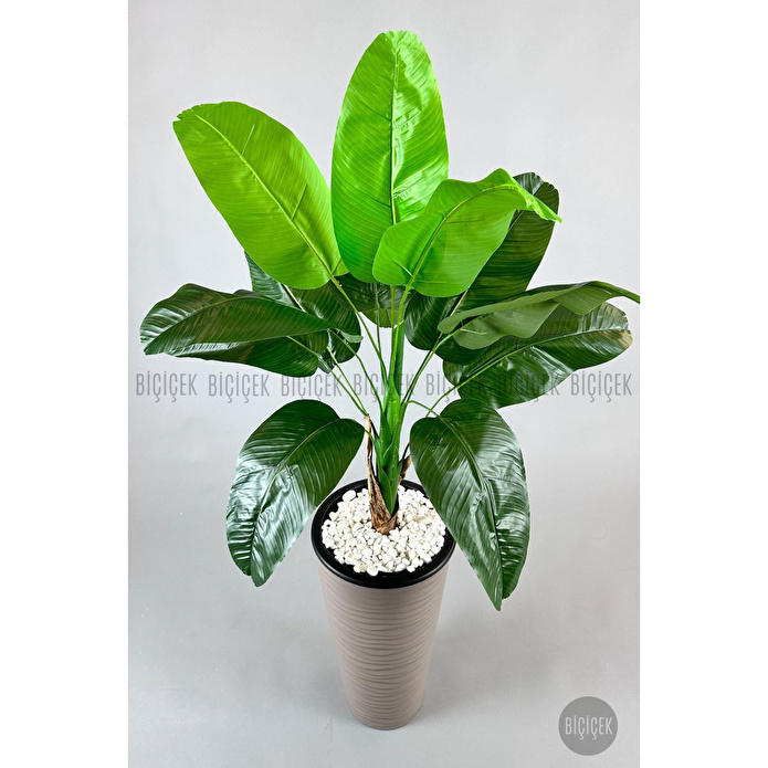 Biçiçek Muz Ağacı Tek Gövde 125-175 Cm Kahverengi