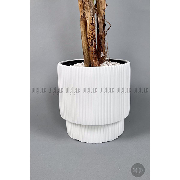 Biçiçek Areka Ağacı 220-240 Cm Beyazgala