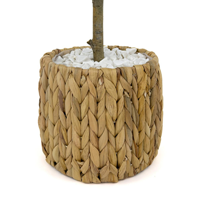 Biçiçek Zeytin Ağacı 100 Cm Hasır Bohem2 Saksıda