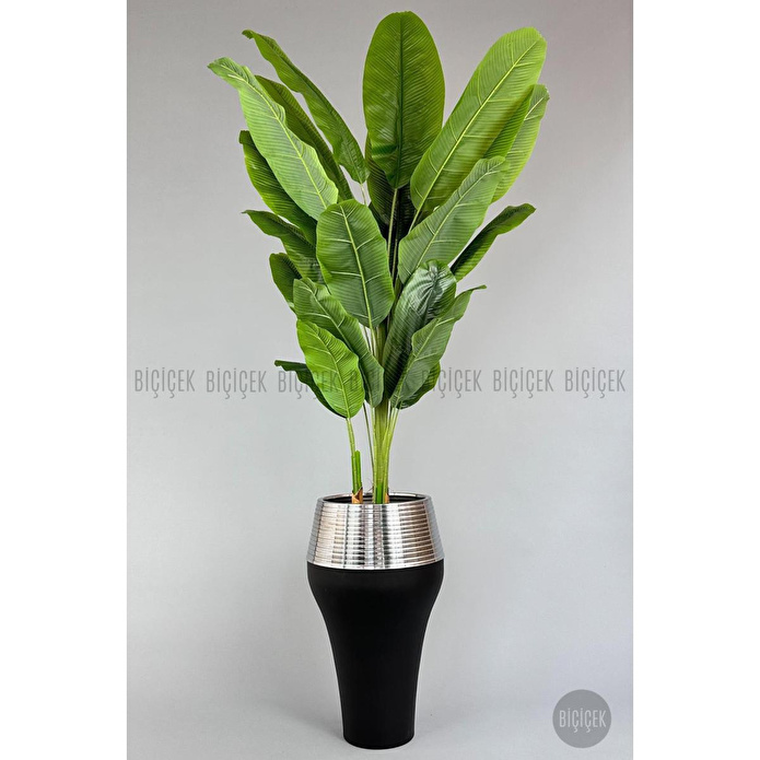 Biçiçek 220cm Starliçe Bitkisi Cleopatra Saksıda Siyah Gümüş