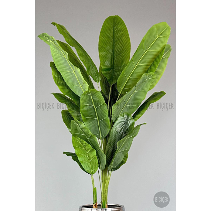 Biçiçek 220cm Starliçe Bitkisi Cleopatra Saksıda Siyah Gümüş