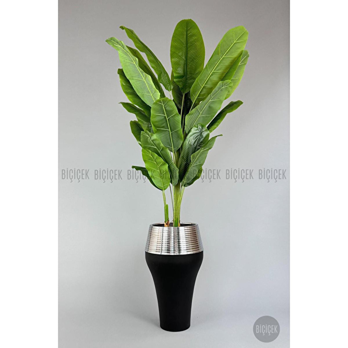 Biçiçek 220cm Starliçe Bitkisi Cleopatra Saksıda Siyah Gümüş