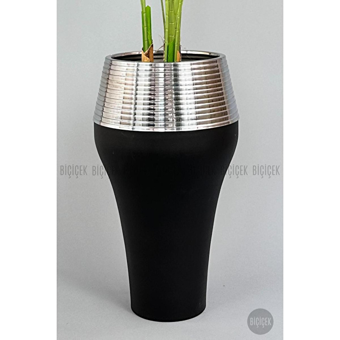 Biçiçek 220cm Starliçe Bitkisi Cleopatra Saksıda Siyah Gümüş