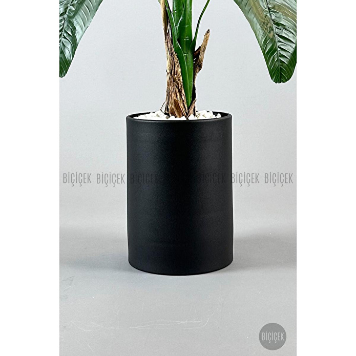 Biçiçek Muz Ağacı Tek Gövde 125-175 Cm Siyah