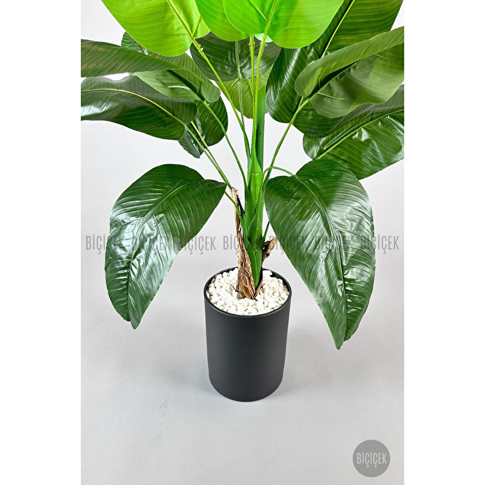Biçiçek Muz Ağacı Tek Gövde 125-175 Cm Siyah