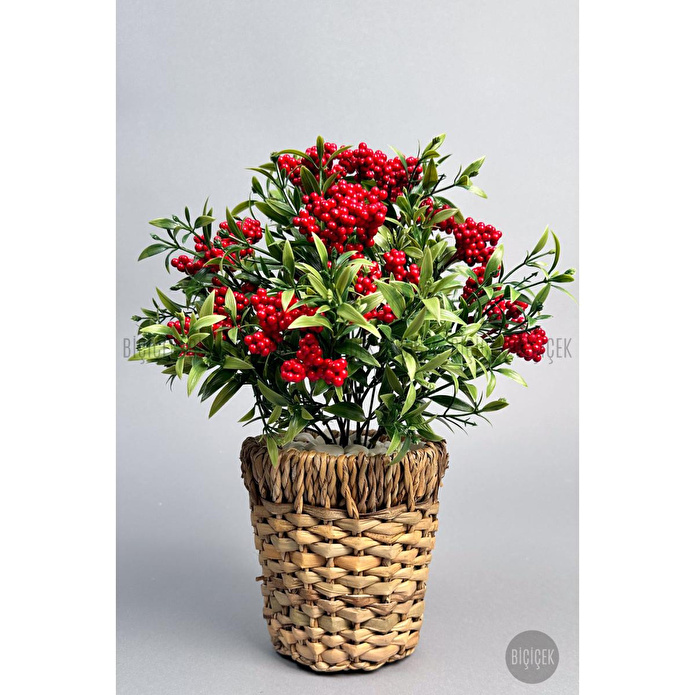 Biçiçek Koki̇na Bi̇tki̇si̇ 40 Cm Hasir Saksida Bol Meyveli̇ Yilbaşi Bi̇tki̇si̇