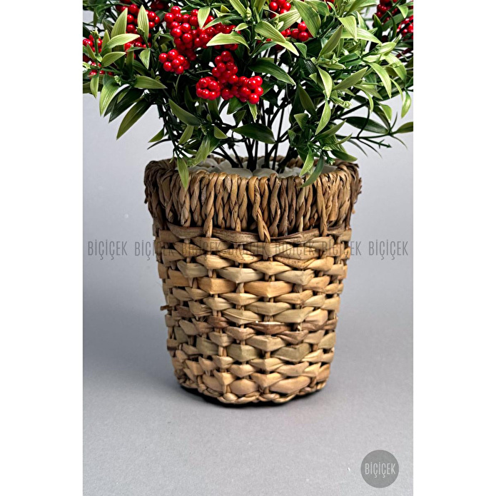 Biçiçek Koki̇na Bi̇tki̇si̇ 40 Cm Hasir Saksida Bol Meyveli̇ Yilbaşi Bi̇tki̇si̇