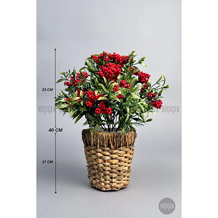 Biçiçek Koki̇na Bi̇tki̇si̇ 40 Cm Hasir Saksida Bol Meyveli̇ Yilbaşi Bi̇tki̇si̇