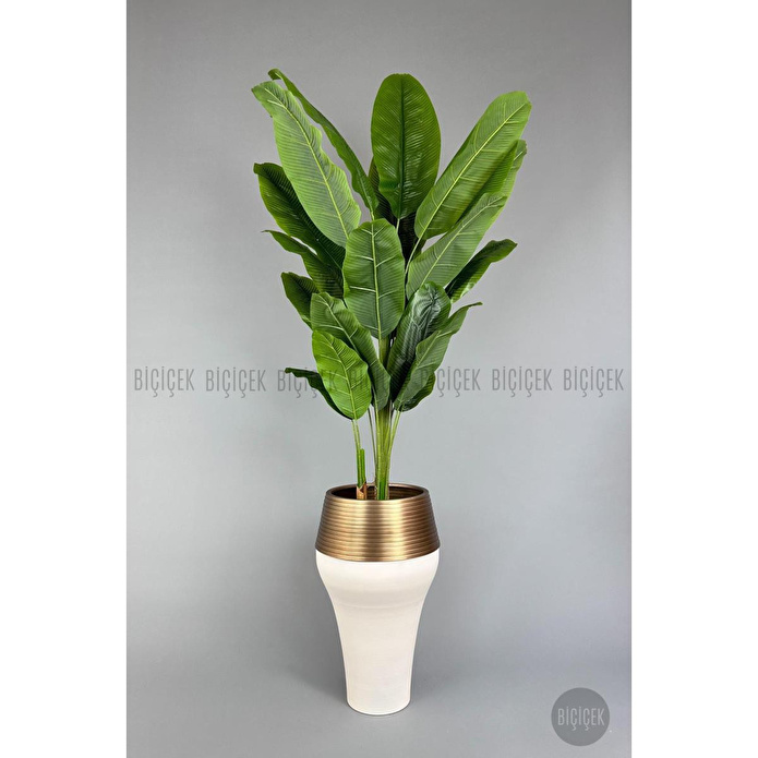 Biçiçek 220cm Starliçe Bitkisi Cleopatra Saksıda Krem Gold