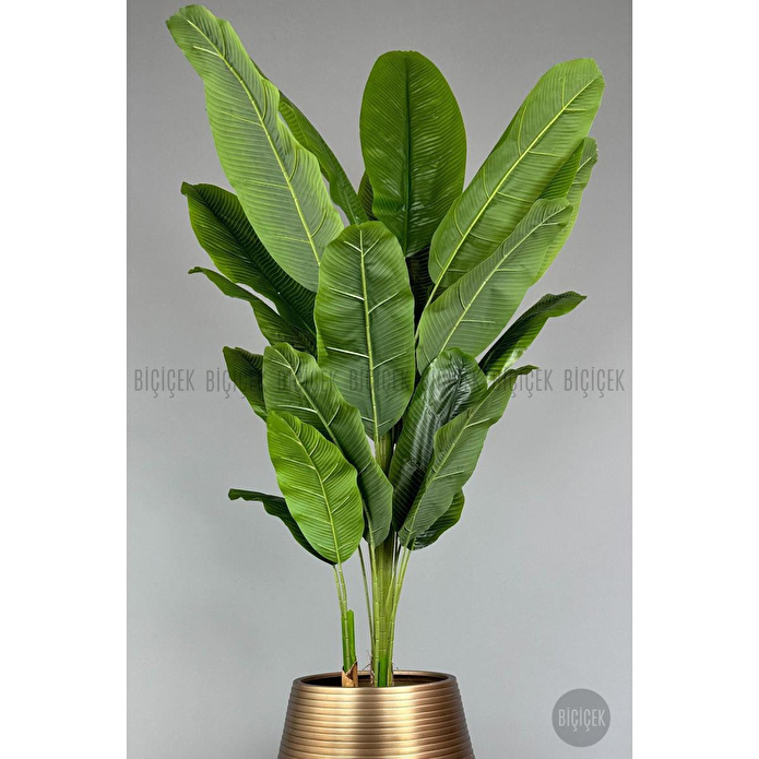 Biçiçek 220cm Starliçe Bitkisi Cleopatra Saksıda Krem Gold