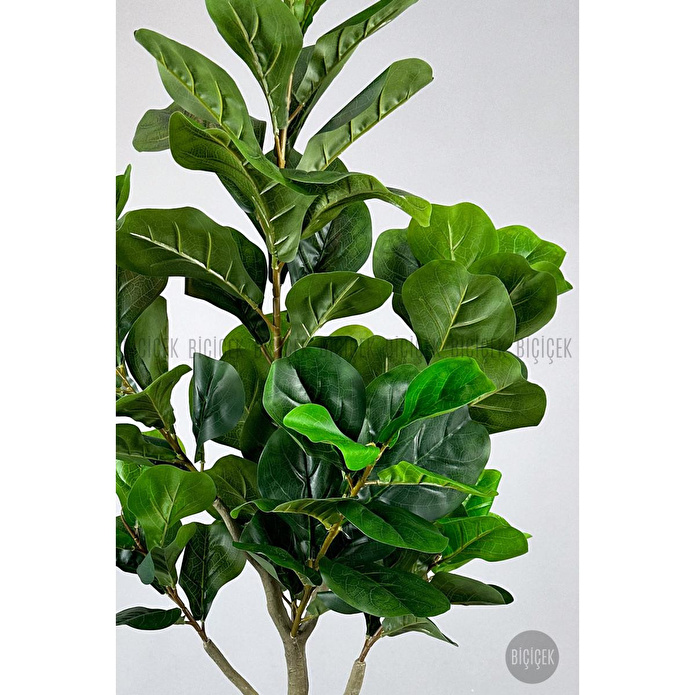 Biçiçek Keman Yapraklı Kauçuk Bitkisi Fiddle Lyrata Küre Saksı 150 Cm Kahverengi