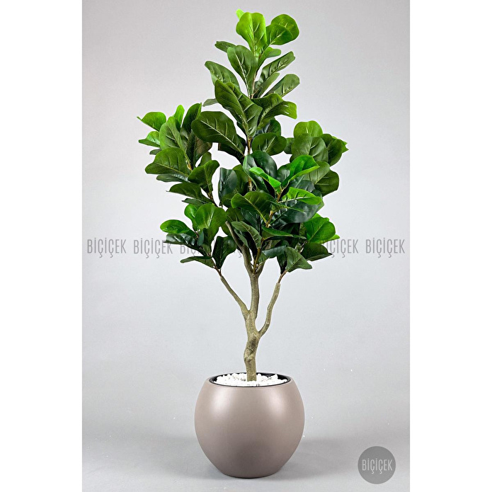 Biçiçek Keman Yapraklı Kauçuk Bitkisi Fiddle Lyrata Küre Saksı 150 Cm Kahverengi