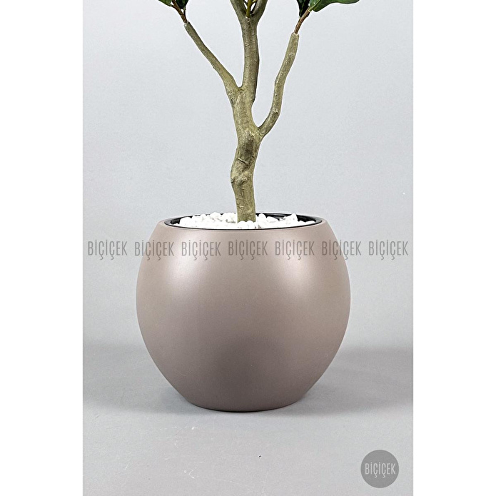 Biçiçek Keman Yapraklı Kauçuk Bitkisi Fiddle Lyrata Küre Saksı 150 Cm Kahverengi