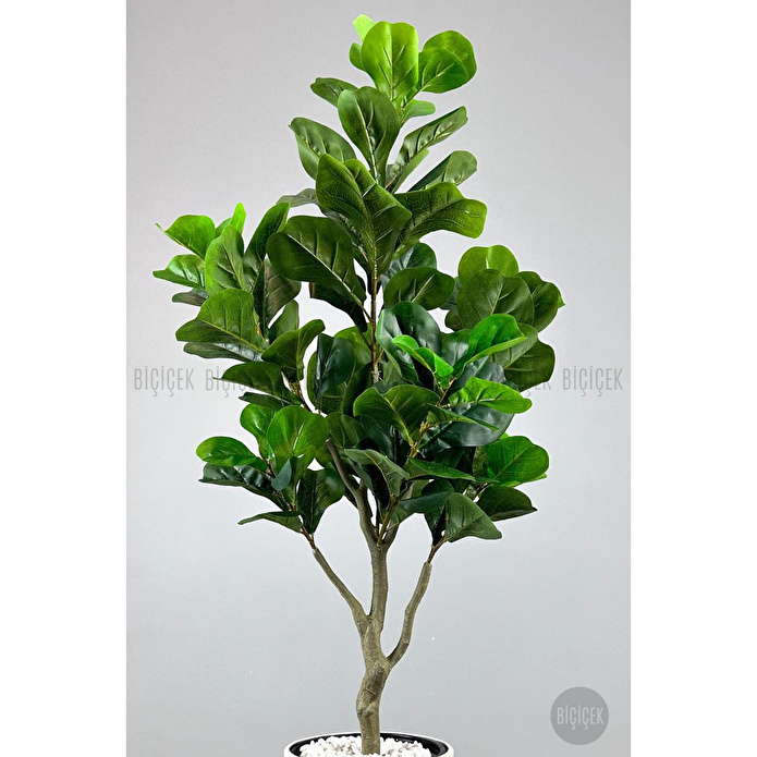 Biçiçek Keman Yapraklı Kauçuk Bitkisi Fiddle Lyrata Metal Saksı Beyaz-150cm