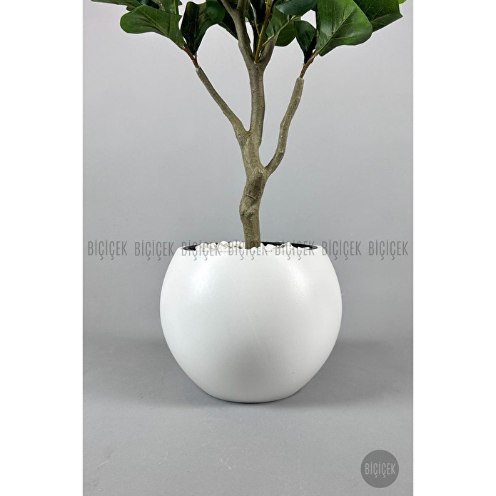 Biçiçek Keman Yapraklı Kauçuk Bitkisi Fiddle Lyrata Küre Saksı 150 Cm Beyaz