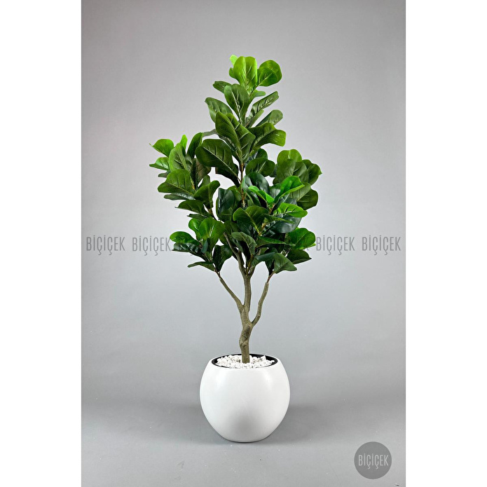 Biçiçek Keman Yapraklı Kauçuk Bitkisi Fiddle Lyrata Küre Saksı 150 Cm Beyaz