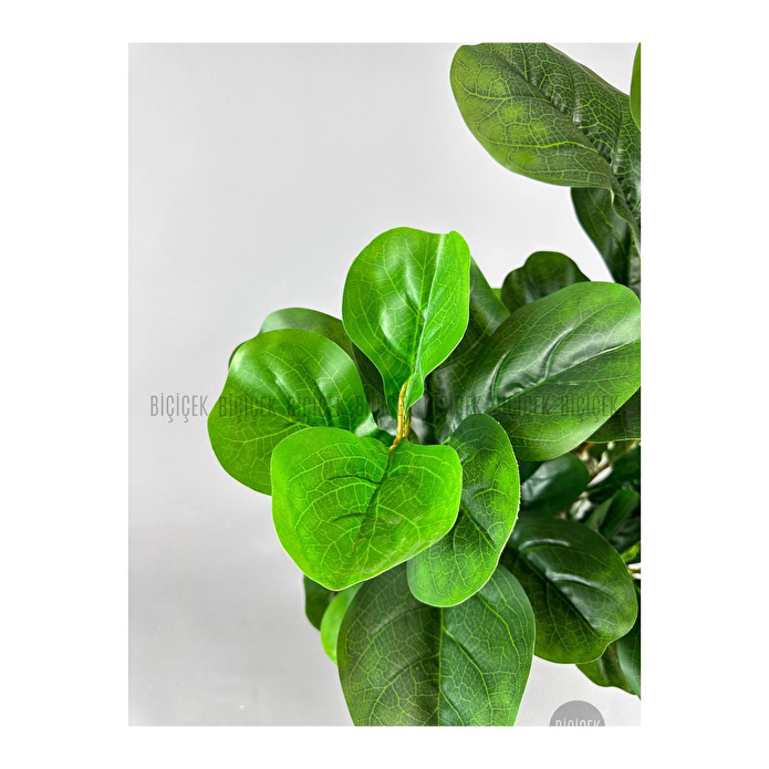 Biçiçek Keman Yapraklı Kauçuk Bitkisi Fiddle Lyrata Küre Saksı 150 Cm Beyaz