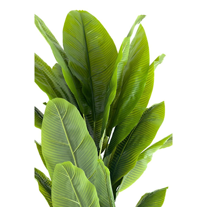 Biçiçek Muz Ağacı 170cm Geoit Hasır Saksıda