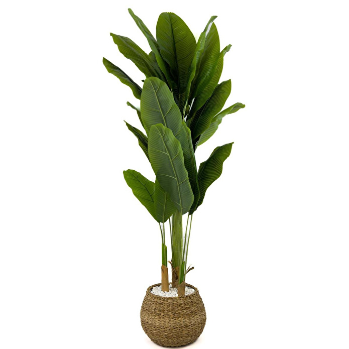 Biçiçek Muz Ağacı 170cm Geoit Hasır Saksıda