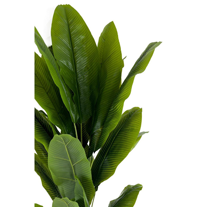 Biçiçek Muz Ağacı 200cm Siyah Gold Metal Saksıda