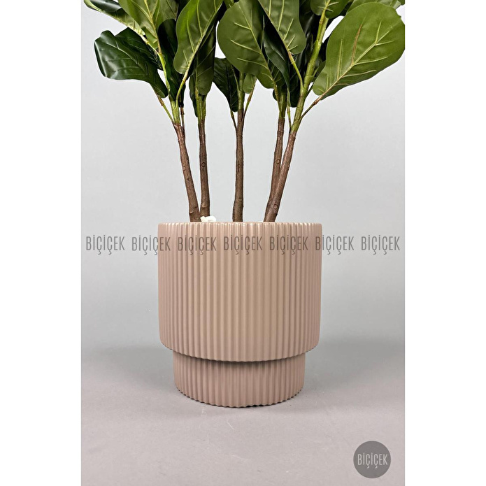 Biçiçek Keman Yapraklı Kauçuk Bitkisi Gala Saksıda Fiddle Lyrata 3