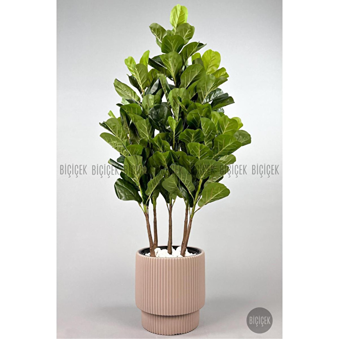 Biçiçek Keman Yapraklı Kauçuk Bitkisi Gala Saksıda Fiddle Lyrata 3