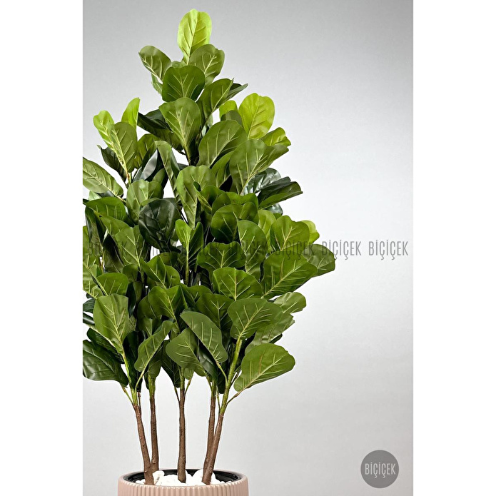 Biçiçek Keman Yapraklı Kauçuk Bitkisi Gala Saksıda Fiddle Lyrata 3