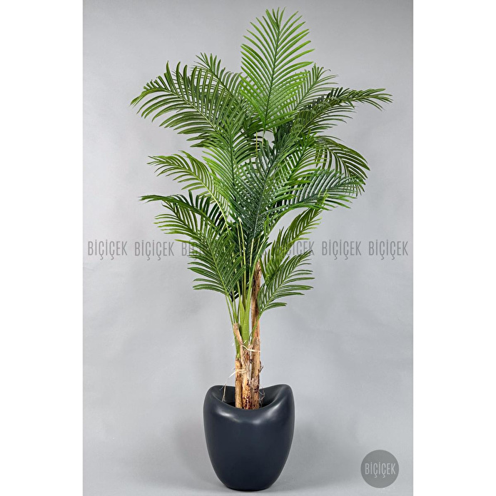 Biçiçek Areka Ağacı 220-240 Cm Grifiber1