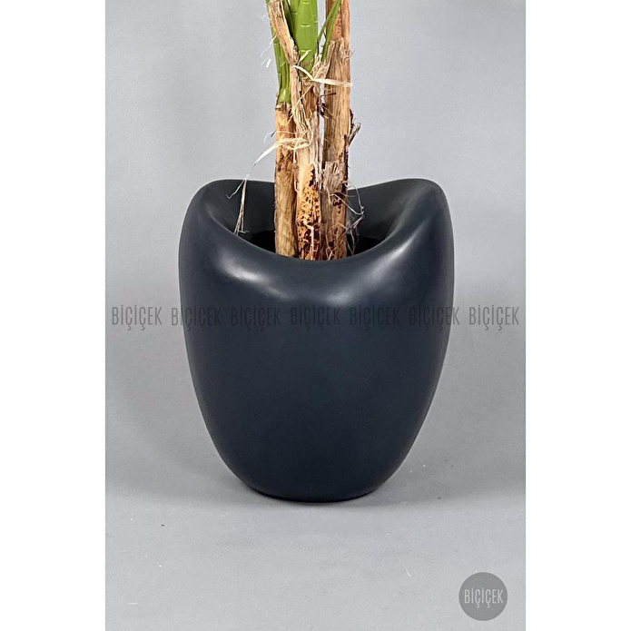 Biçiçek Areka Ağacı 220-240 Cm Grifiber1