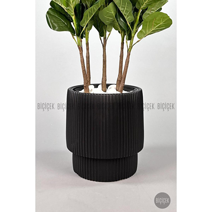 Biçiçek Keman Yapraklı Kauçuk Bitkisi Gala Saksıda Fiddle Lyrata 5