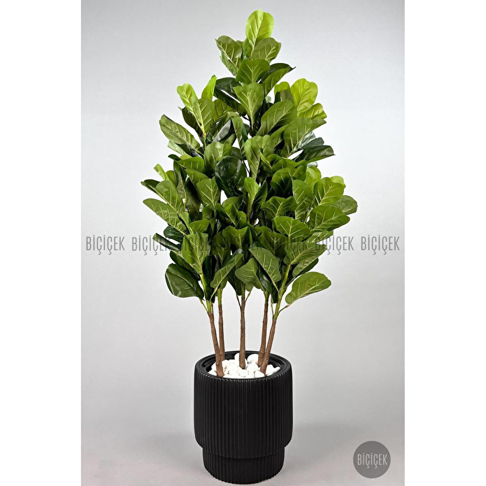 Biçiçek Keman Yapraklı Kauçuk Bitkisi Gala Saksıda Fiddle Lyrata 5