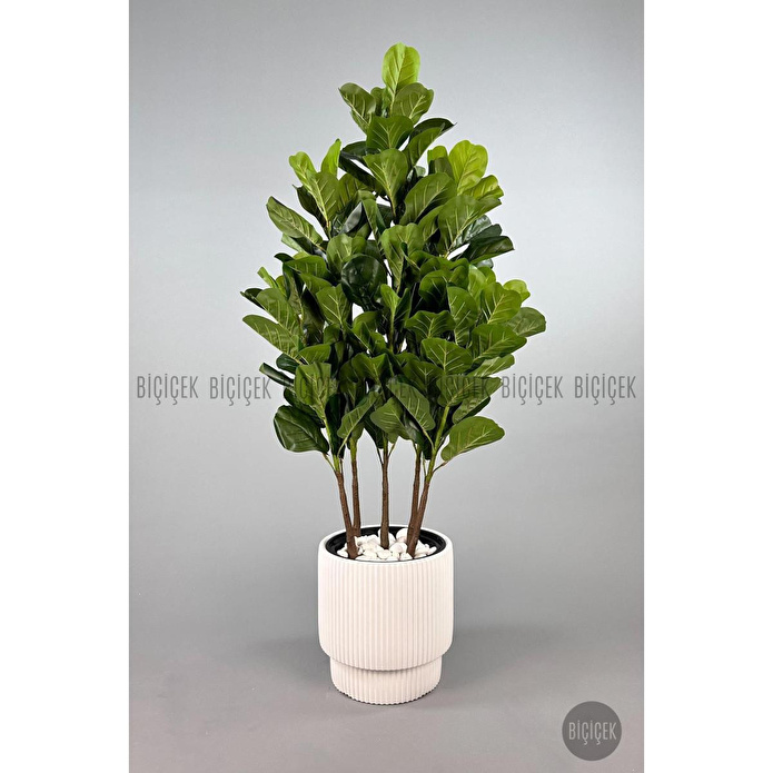 Biçiçek Keman Yapraklı Kauçuk Bitkisi Gala Saksıda Fiddle Lyrata 1