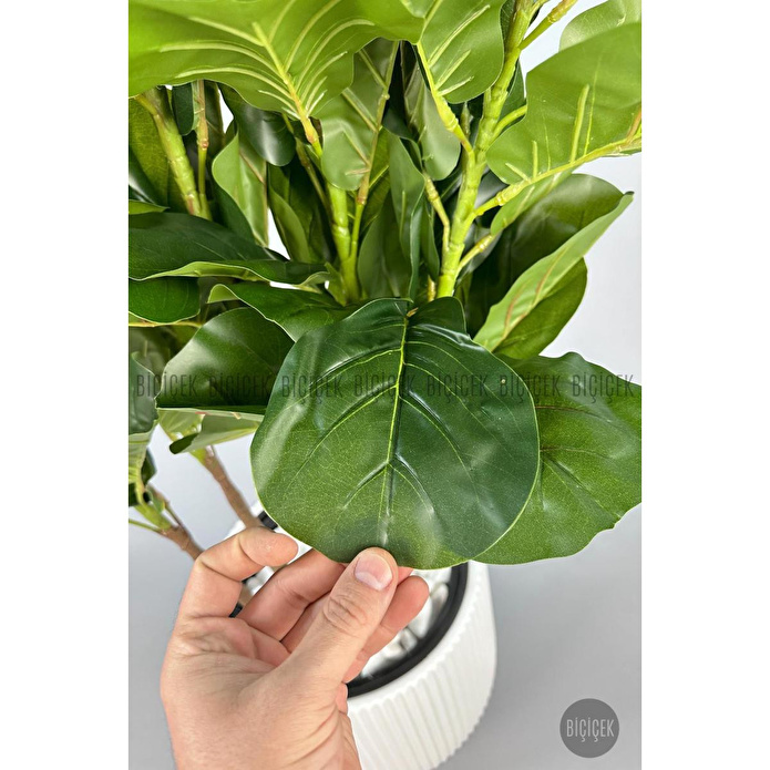 Biçiçek Keman Yapraklı Kauçuk Bitkisi Gala Saksıda Fiddle Lyrata 1