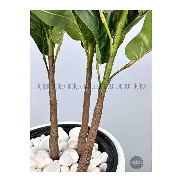 Biçiçek Keman Yapraklı Kauçuk Bitkisi Gala Saksıda Fiddle Lyrata 1