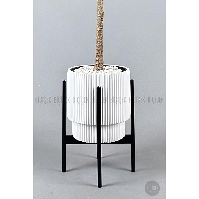 Biçiçek Keman Yapraklı Kauçuk Bitkisi Fiddle Lyrata Gala Saksı 175-200 Cm Beyaz-siyah