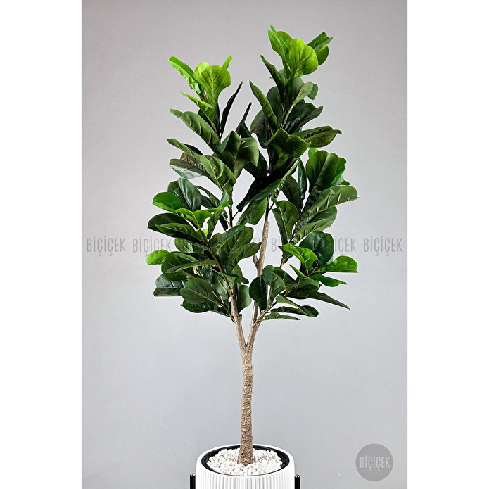 Biçiçek Keman Yapraklı Kauçuk Bitkisi Fiddle Lyrata Gala Saksı 175-200 Cm Beyaz-siyah